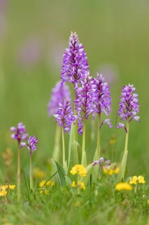 Military orchid