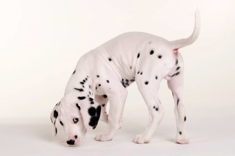 Dalmatian