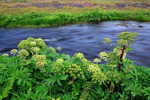 Norwegian angelica