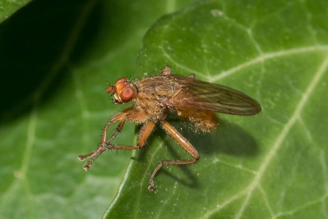 Dung fly