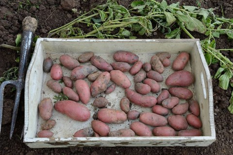 Potatoes