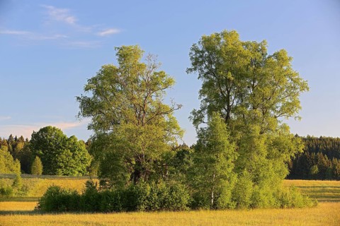 Irndorfer Hardt