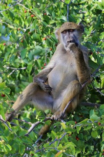 Chacma baboon