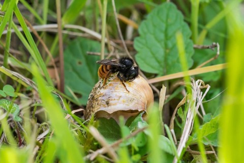 Bicoloured snail shell mason bee