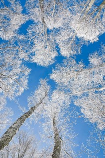 Tree tops of deep snow covered beech forest against blue sky in Neuchatel Jura