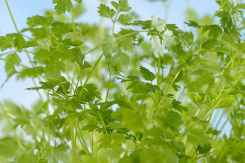 Garden chervil