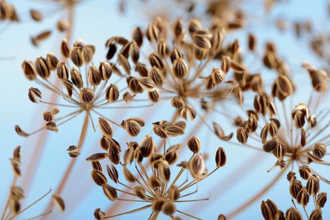 Dill