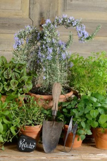 Different herbs