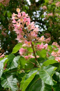 Red chestnut
