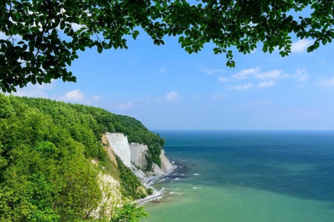 Beech forest