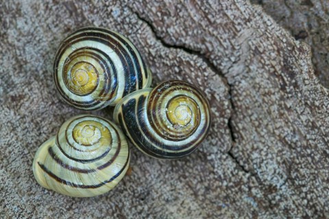 Grove snailn