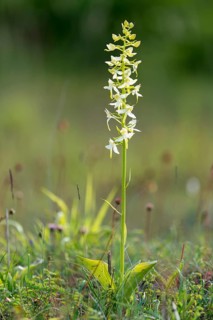 Lesser butterfly-orchid