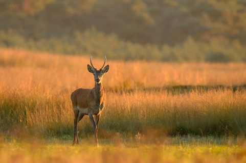 Red deer