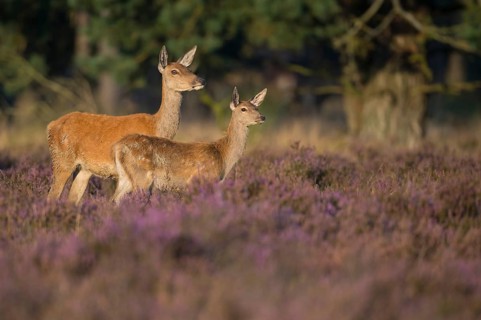 Red deer