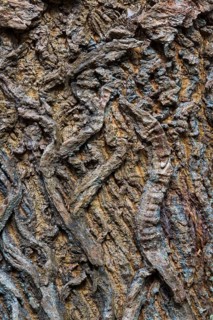 Oaksbark
