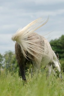 Arabian thoroughbred