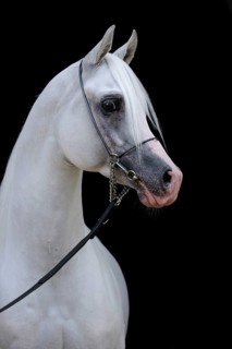 Arabian thoroughbred