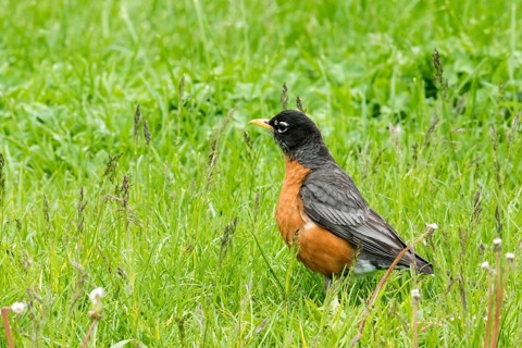 American robin