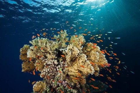 Lyretail Anthias