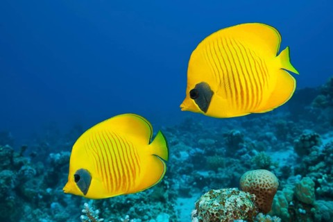 Pair of masked butterflyfish