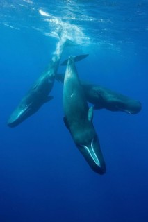 Socializing group of sperm whales