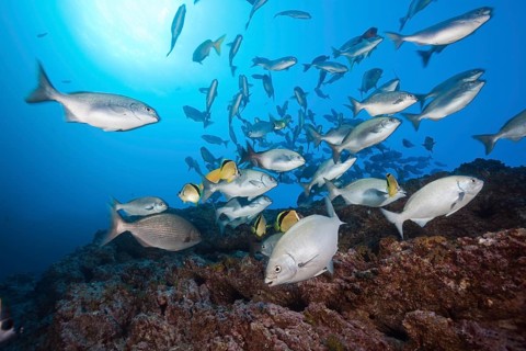 Shoal of bluegill at cleaning station