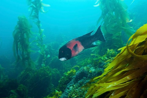 California hogfish