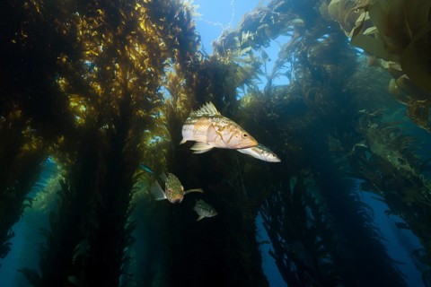 Kelp perch in kelp forest