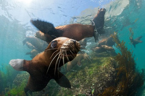 California sea lions