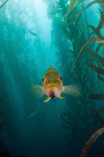 Kelp Bass