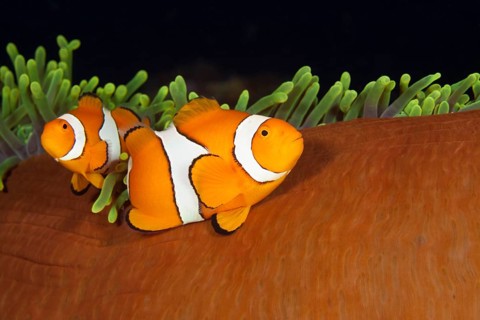 Pair of orange-ringed anemonefish