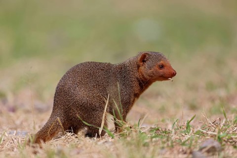 Common Dwarf Mongoose