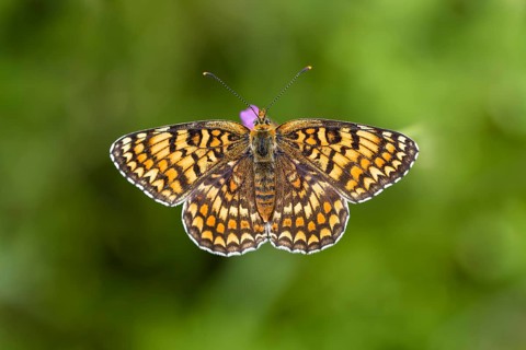 Knapweed fritillary