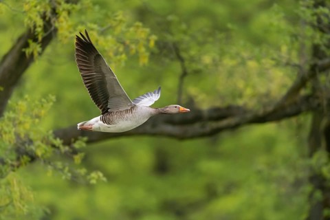 Greylag goose