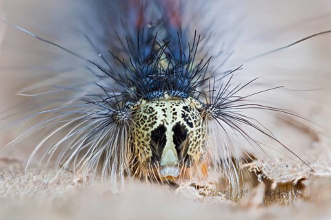 Gypsy moth