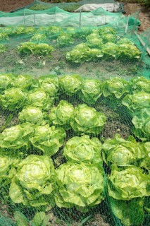 Vegetable patch with salad