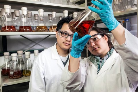 Scientists examine samples in the fungus room at the Institute for Pharmaceutical Biology and Biotechnology at Heinrich Heine University Duesseldorf