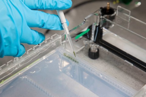 Scientist pipetting in the poison room or laboratory with ethidium bromide during a DNA gel electrophoresis for the detection of nucleic acids in the Faculty of Biology at the University of Duisburg-E...