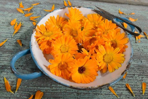 Marigold