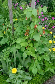 Scarlet runner bean