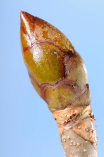 Horse Chestnut Bud