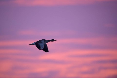 Greylag goose