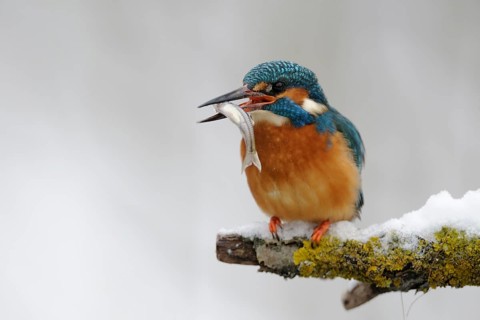 Common kingfisher