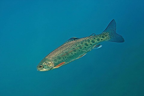 Rainbow trout
