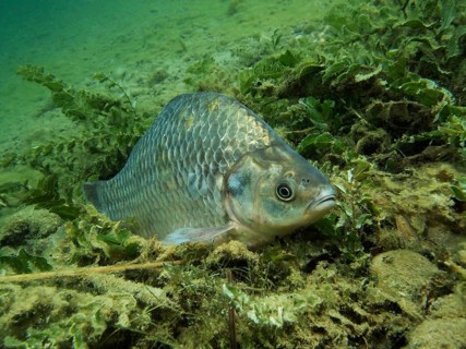 Prussian carp