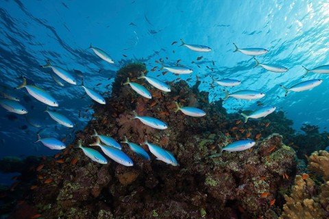 Suez fusiliers on the reef
