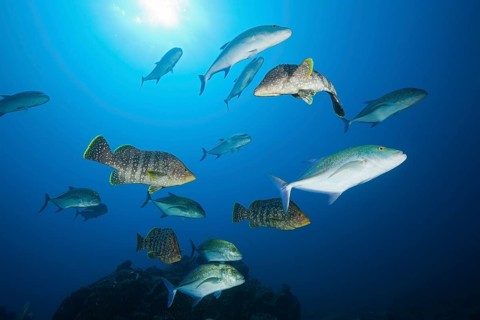 Bluefin trevallies