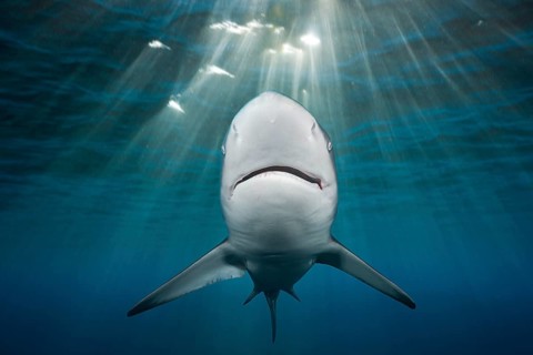 Blacktip Shark