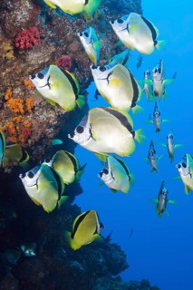 Shoal of Barberfish