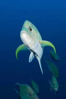 Black spiny mackerel